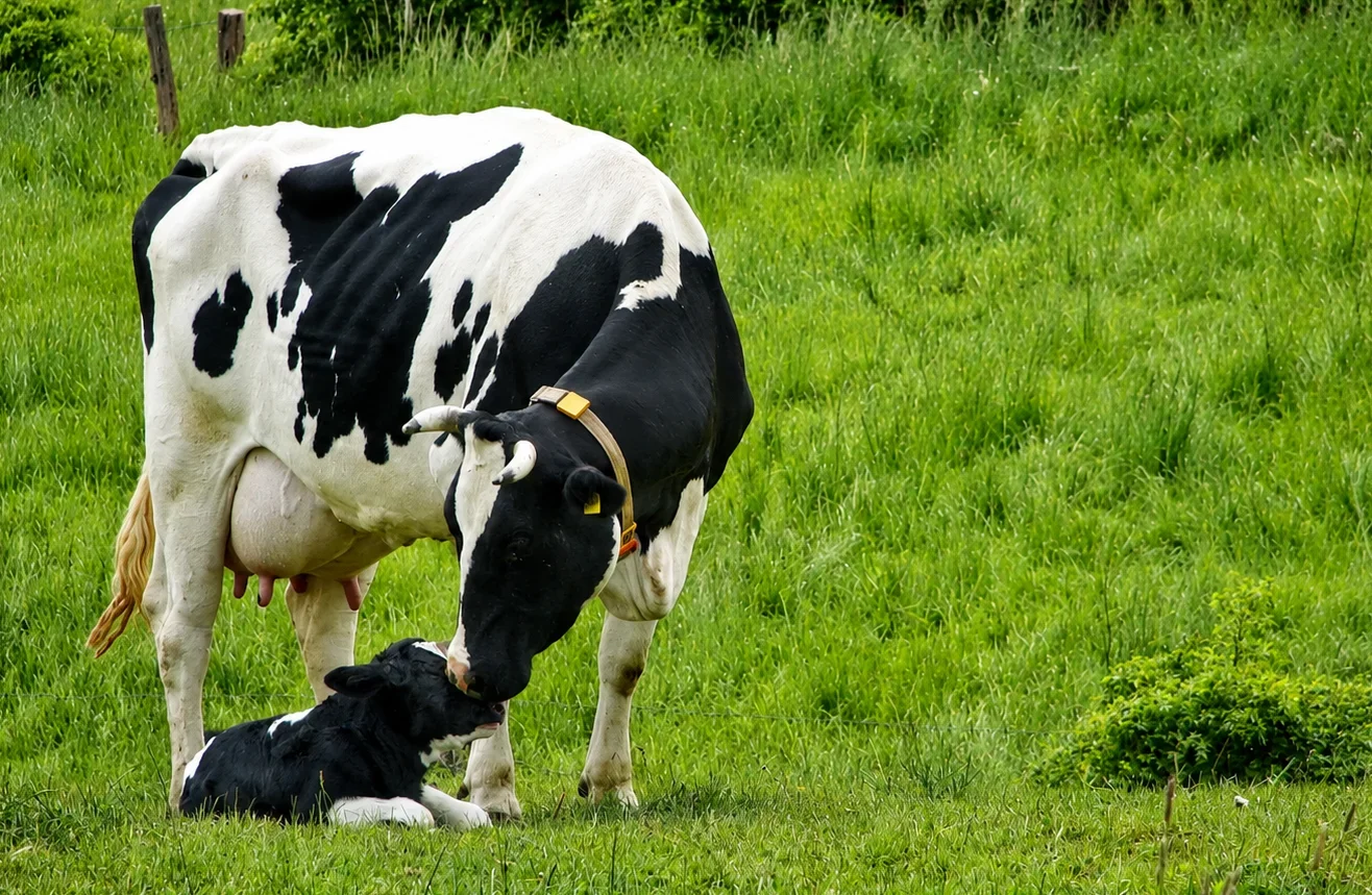 Kuh mit Kalb 1